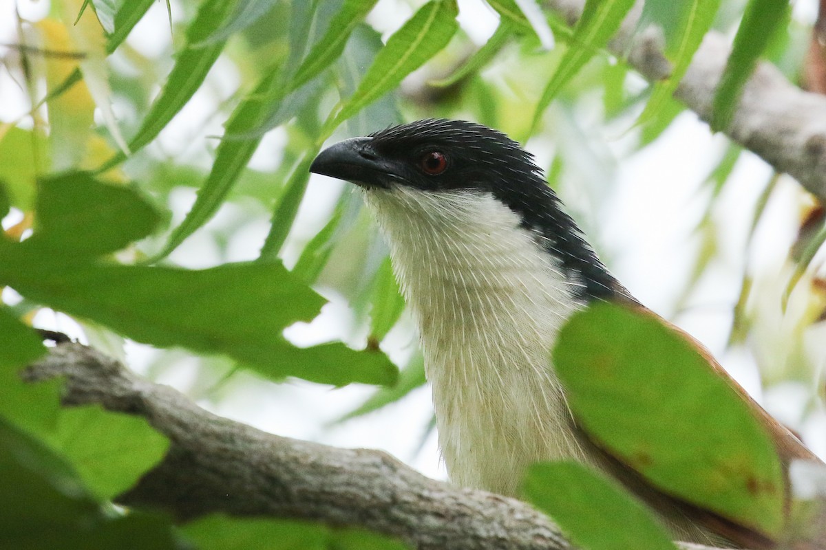 Senegal Coucal - ML363212631