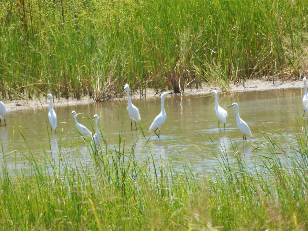 Snowy Egret - ML363213531