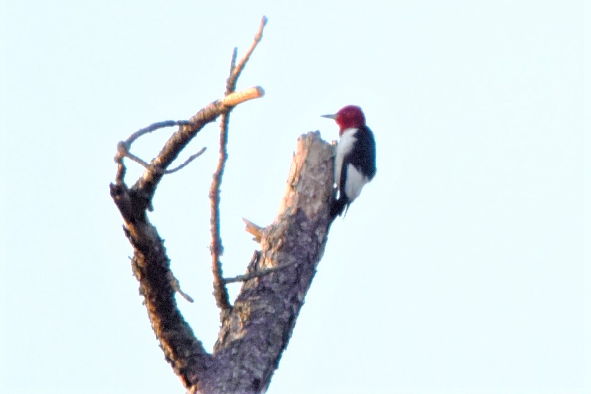 Red-headed Woodpecker - ML363214581