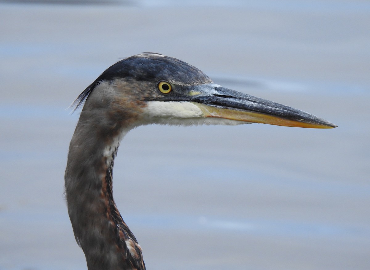 Great Blue Heron - ML363217261