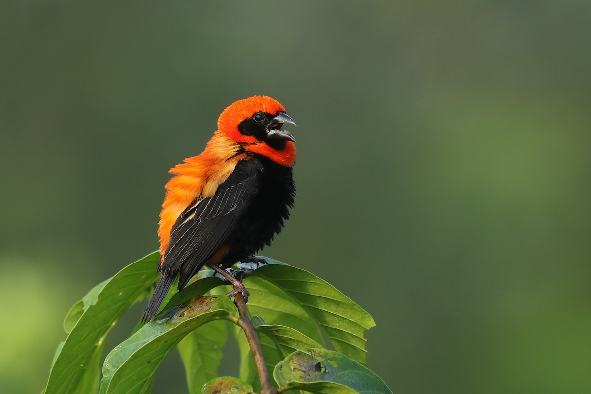 Black-winged Bishop - ML363218821