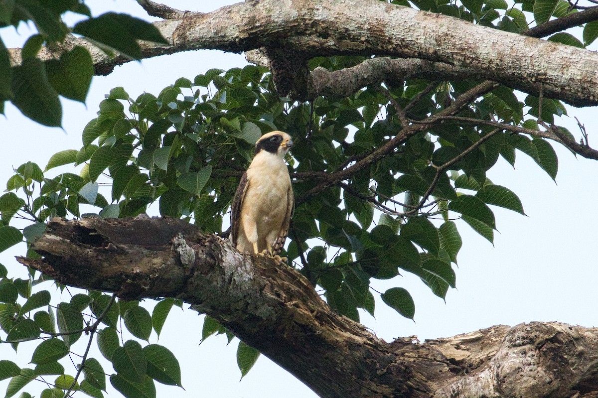 Laughing Falcon - ML363218981