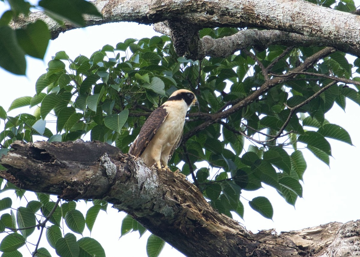 Laughing Falcon - ML363219911