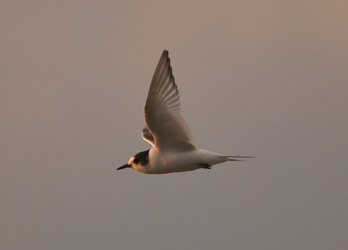 Arctic Tern - ML363220331