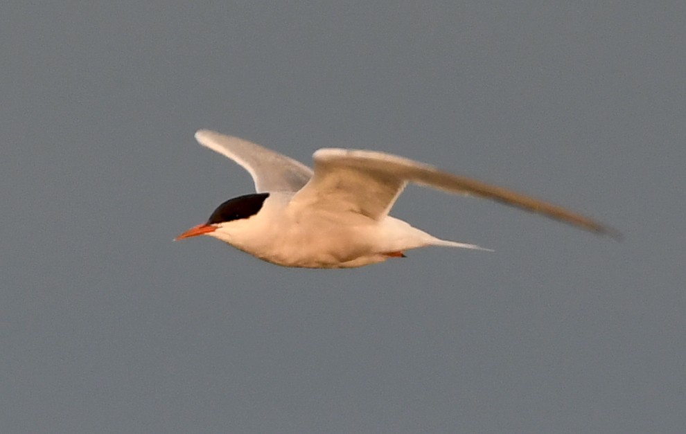 Arctic Tern - Gabriel Jamie