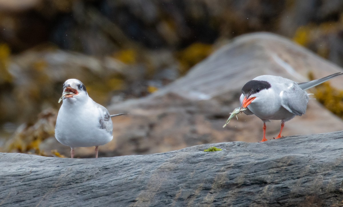 Common Tern - ML363221231