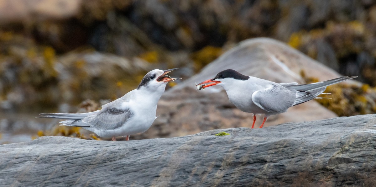 Common Tern - ML363221271