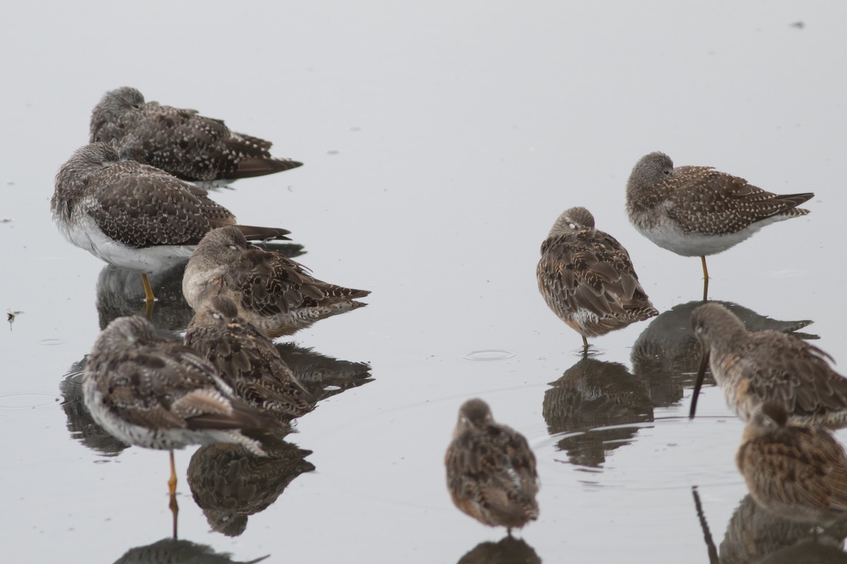 gulbeinsnipe - ML363222901