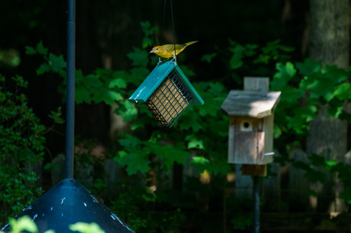 Summer Tanager - ML363224381