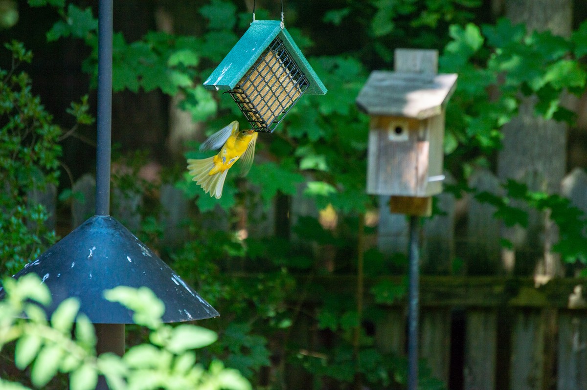 Summer Tanager - ML363224391