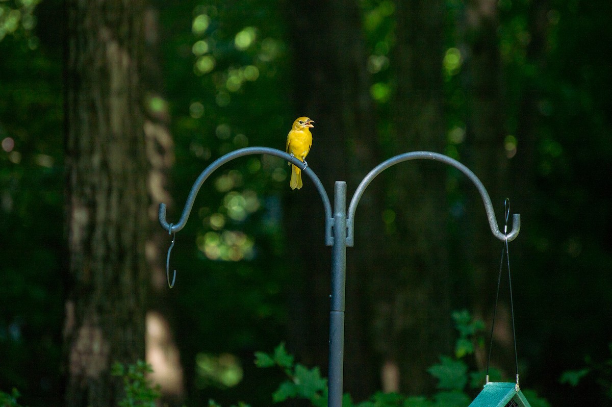 Summer Tanager - ML363224401