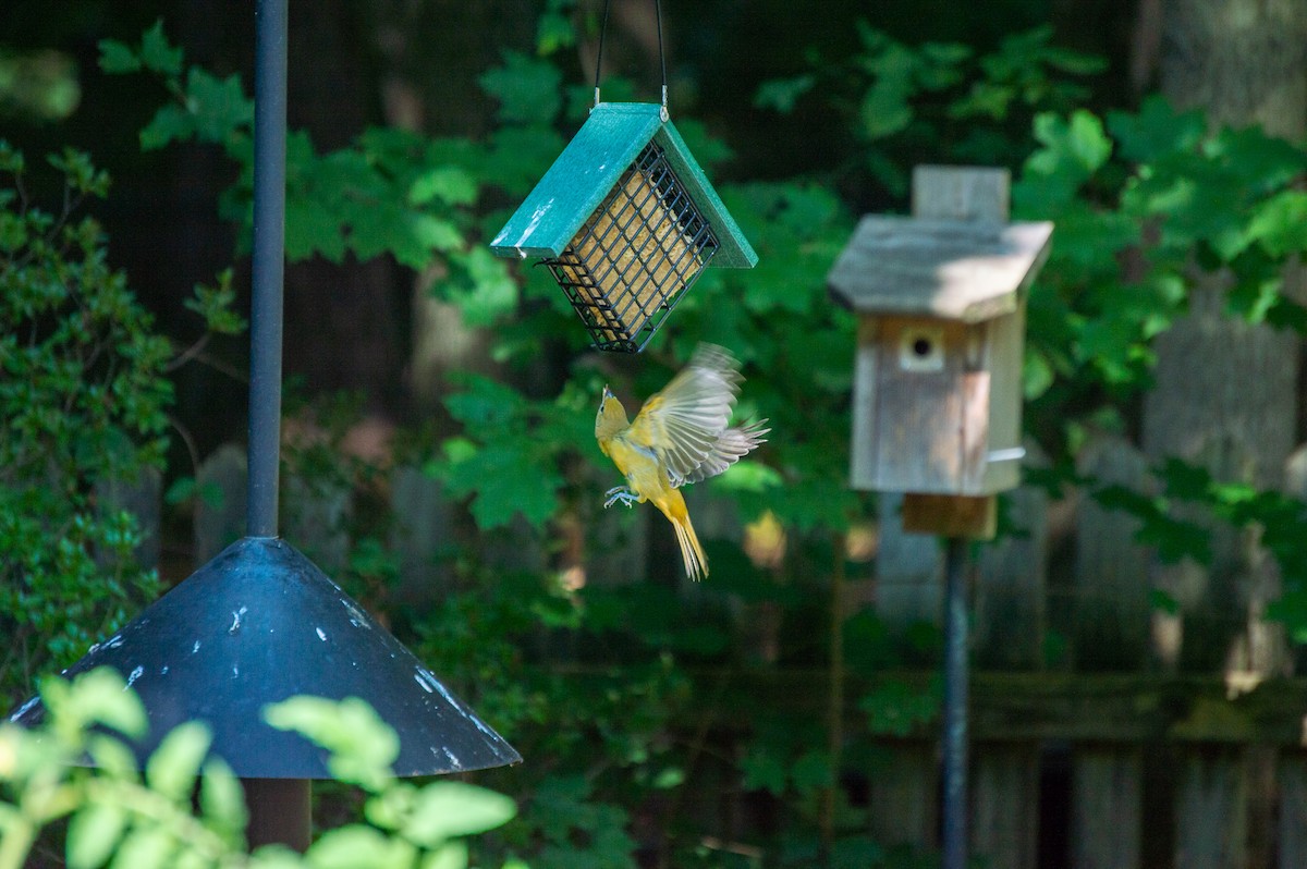 Summer Tanager - ML363224411