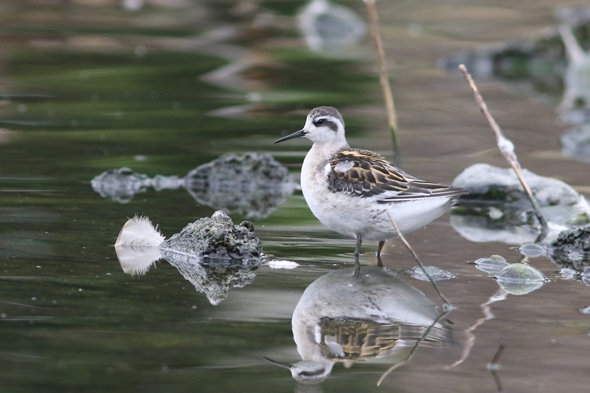 svømmesnipe - ML363227161