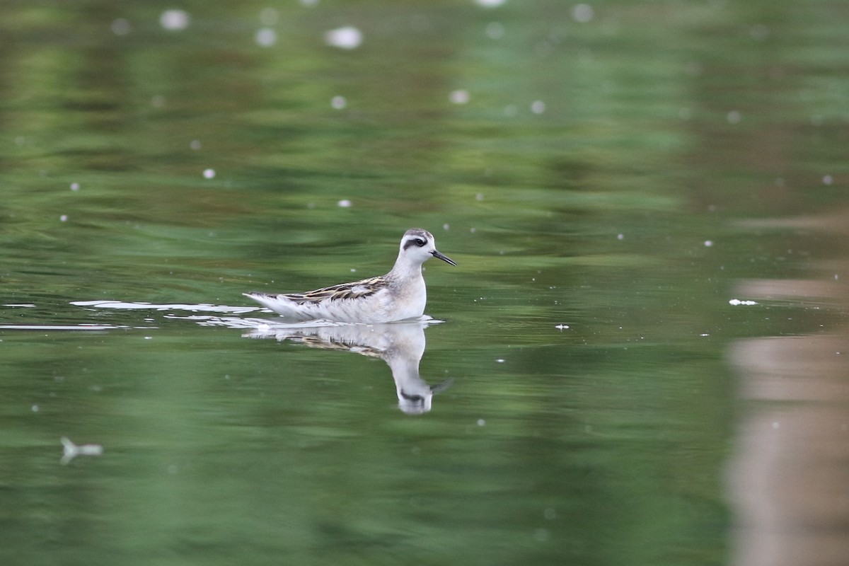 Red-necked Phalarope - Jonathan Pap