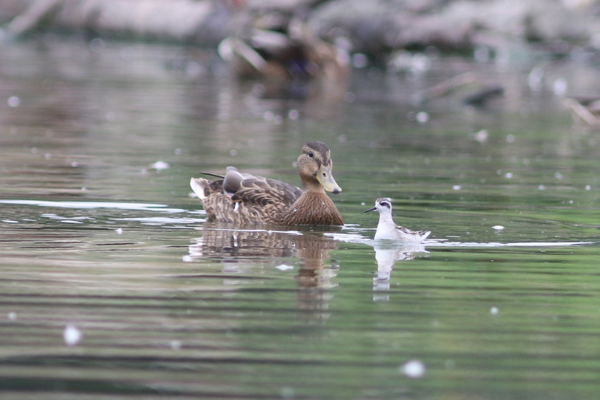 Red-necked Phalarope - ML363227191