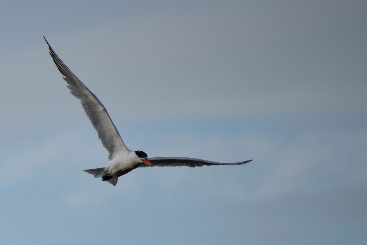 Caspian Tern - Andrea Heine