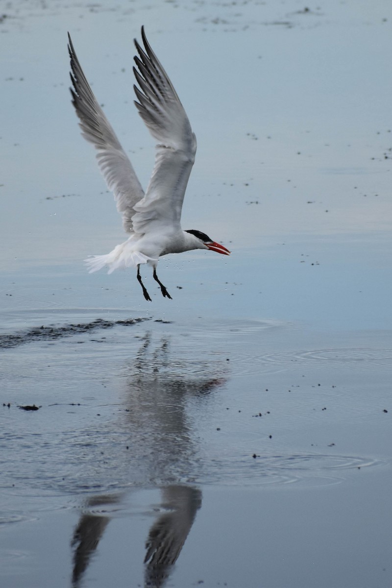 Caspian Tern - ML363227421