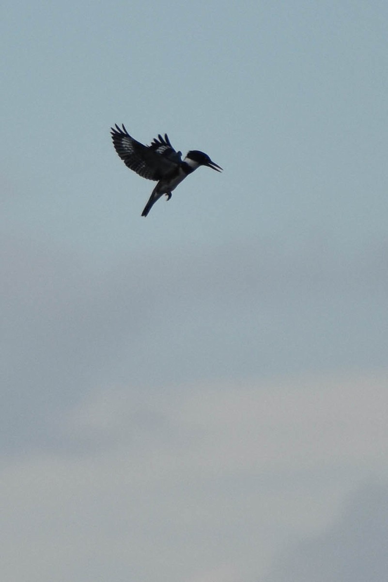 Belted Kingfisher - ML363227481