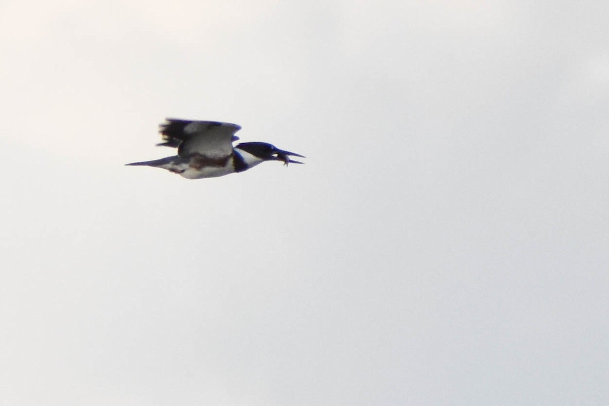 Belted Kingfisher - Andrea Heine