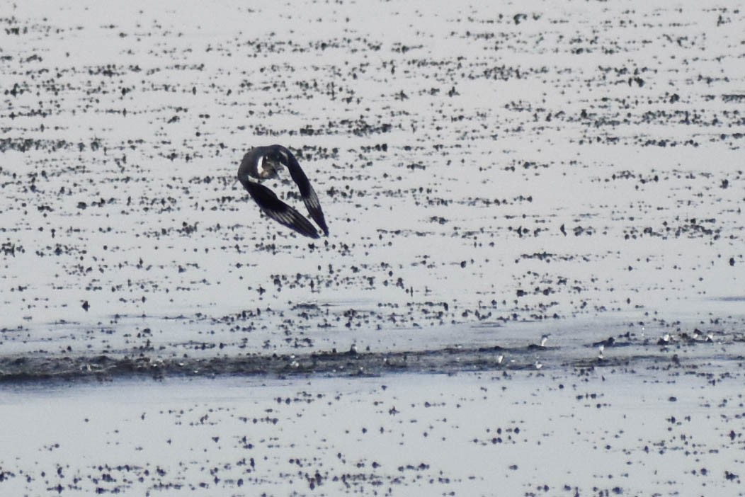 Belted Kingfisher - ML363230251