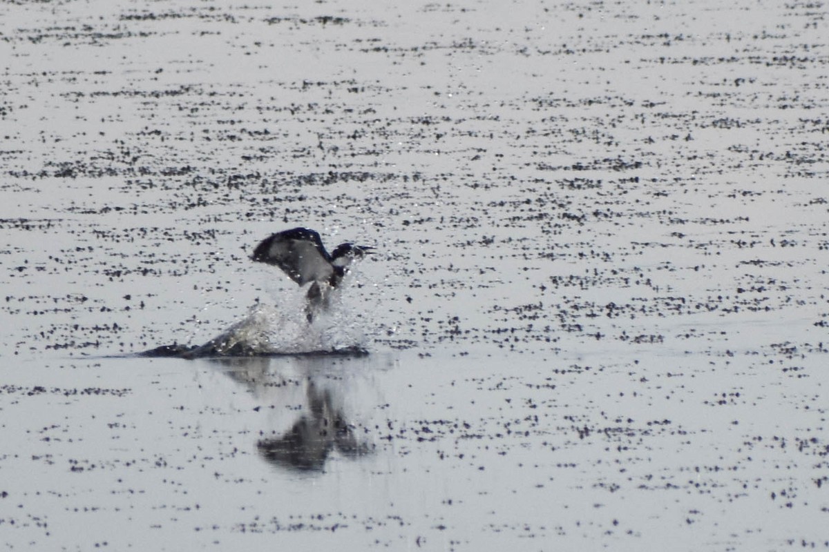 Belted Kingfisher - ML363230291