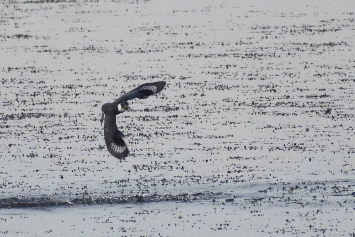 Belted Kingfisher - Andrea Heine