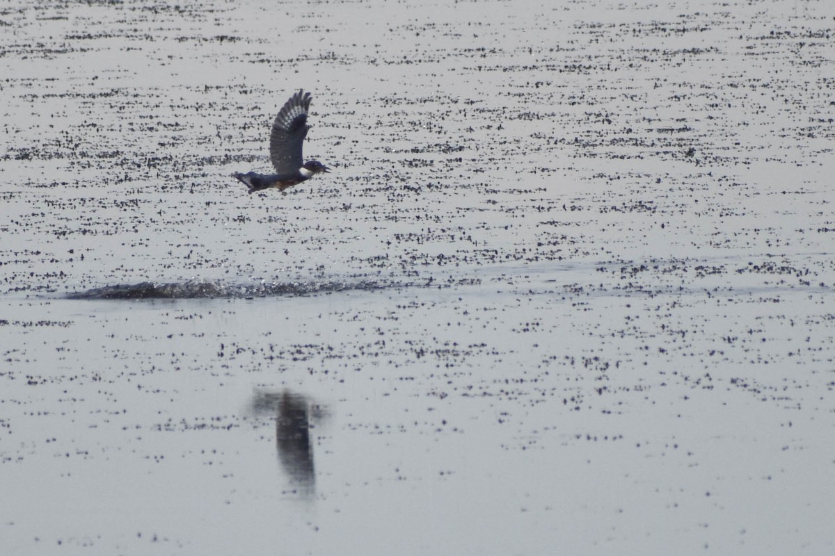 Belted Kingfisher - ML363230341