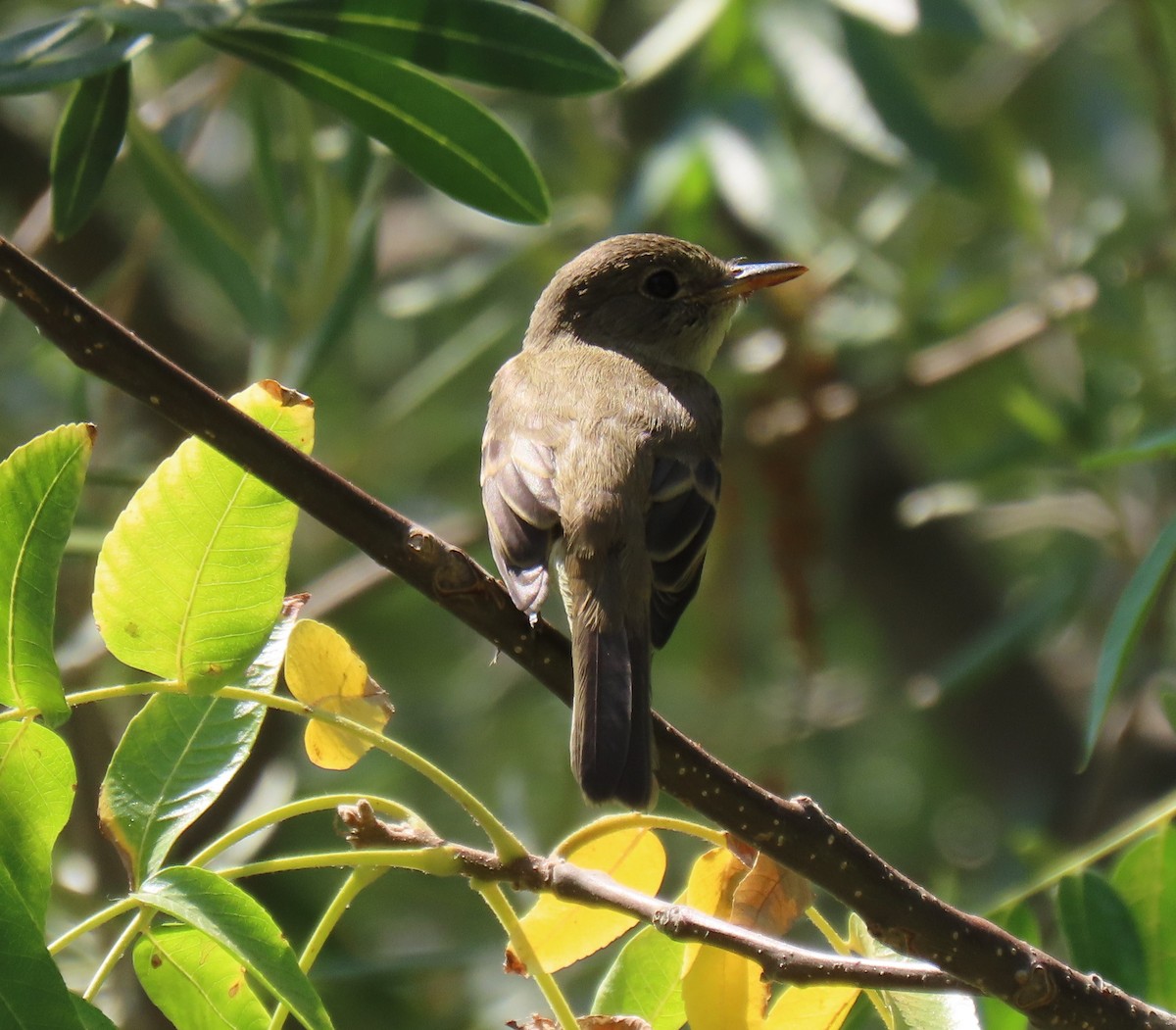 Willow Flycatcher - ML363230561