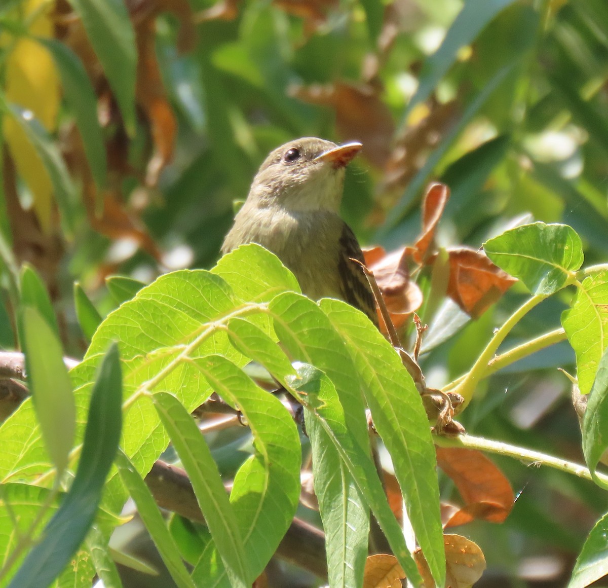 Willow Flycatcher - ML363230571