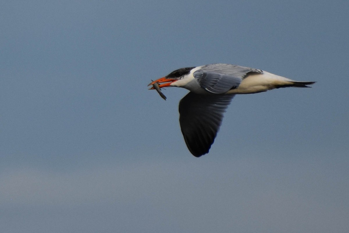 Caspian Tern - ML363231191