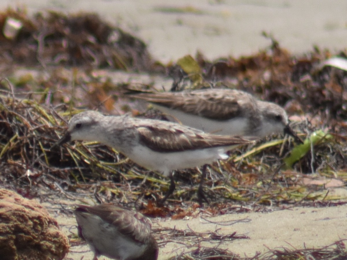 Semipalmated Sandpiper - ML363231301