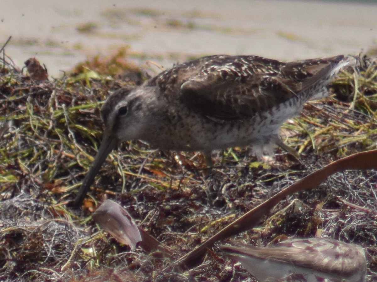 Short-billed Dowitcher - ML363231311