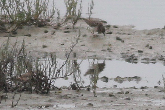 Black Turnstone - ML363231421