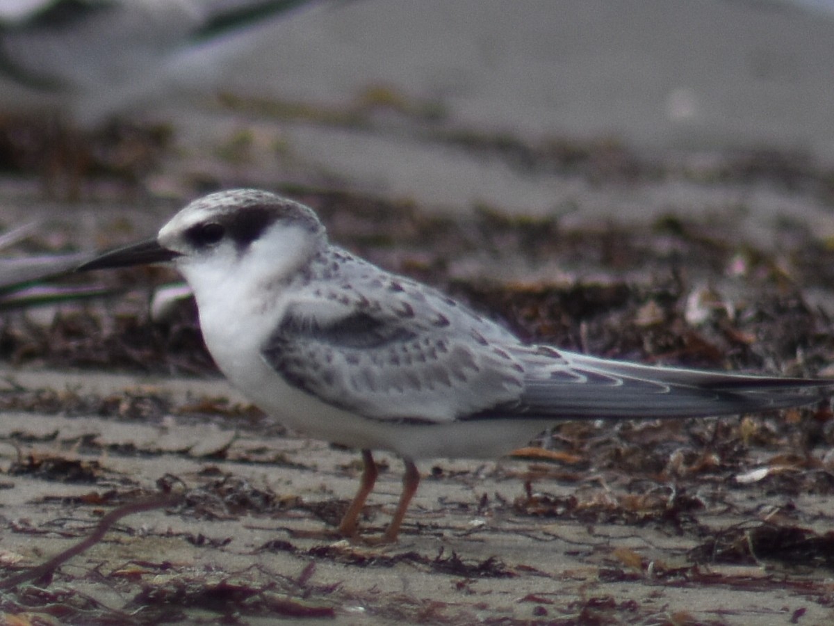 Least Tern - ML363231551