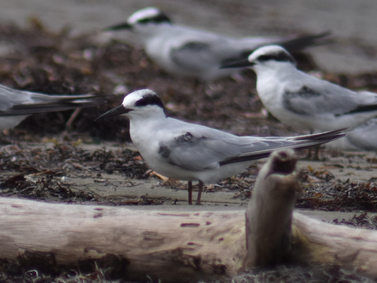 Roseate Tern - ML363231561