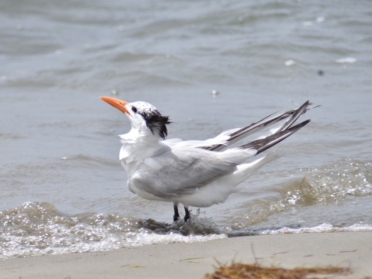 Royal Tern - ML363231721