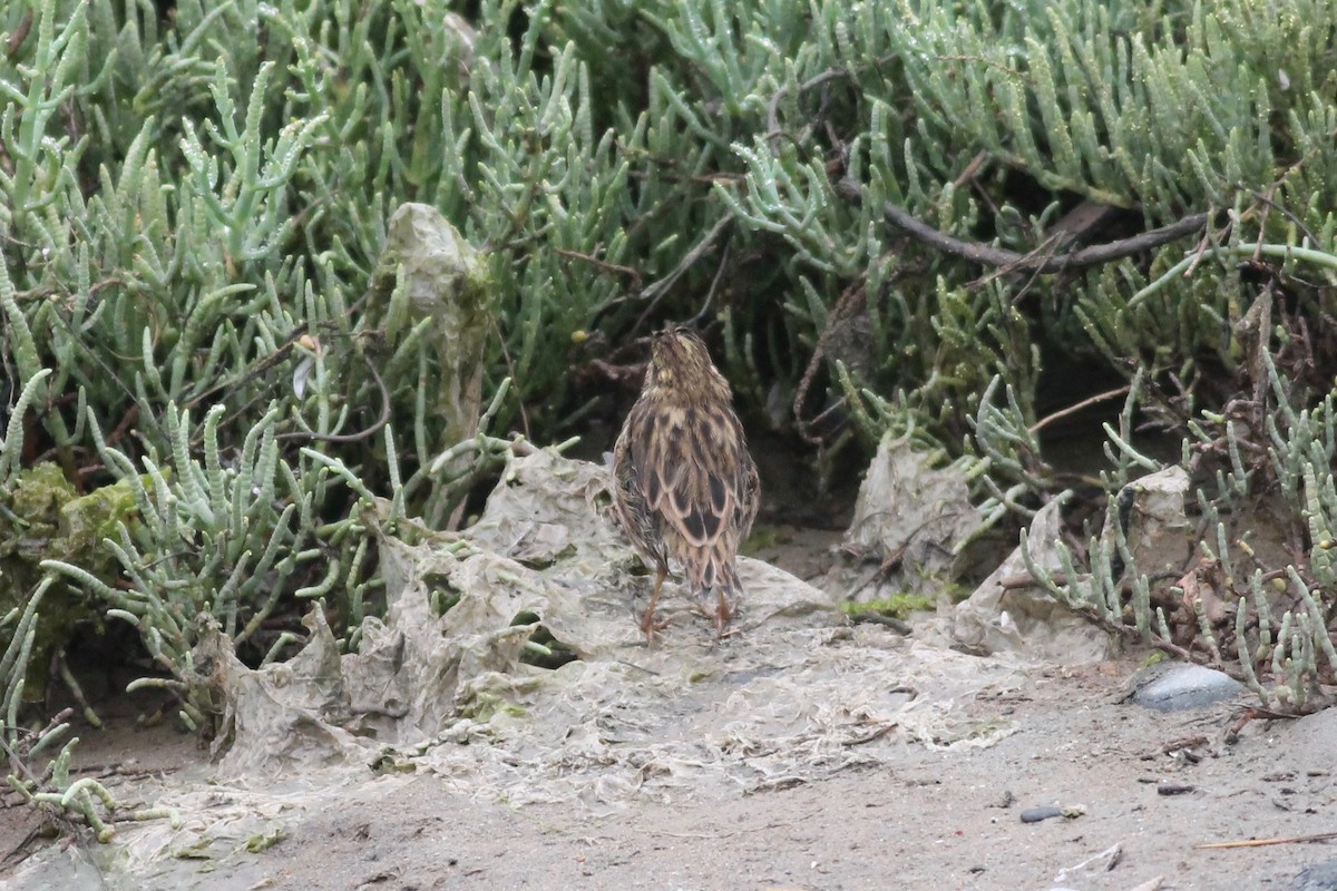 Savannah Sparrow - Sarah Heinz