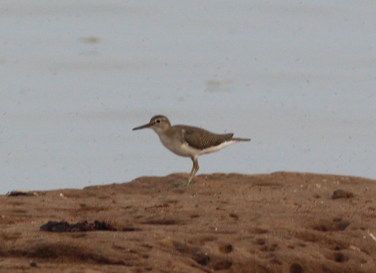 Common Sandpiper - ML36323331