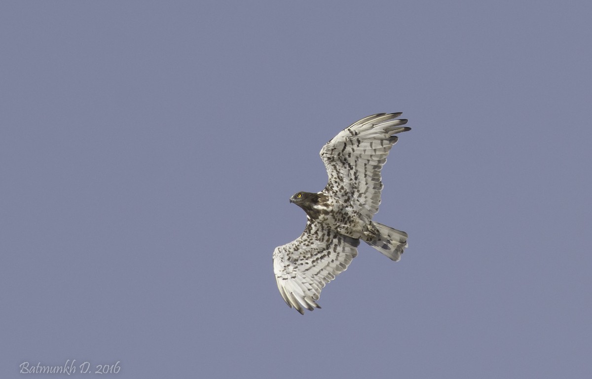 Short-toed Snake-Eagle - ML36323561