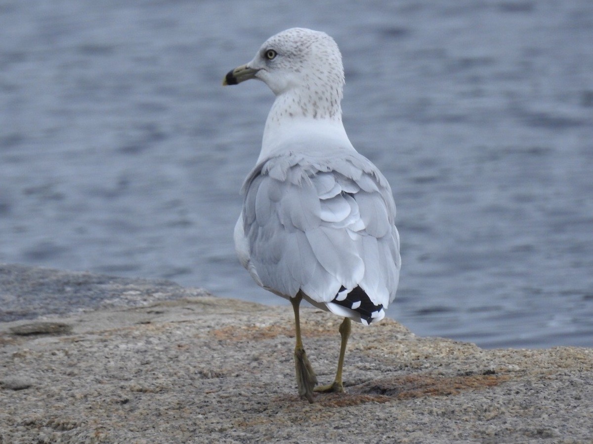 Ring-billed Gull - ML36323611