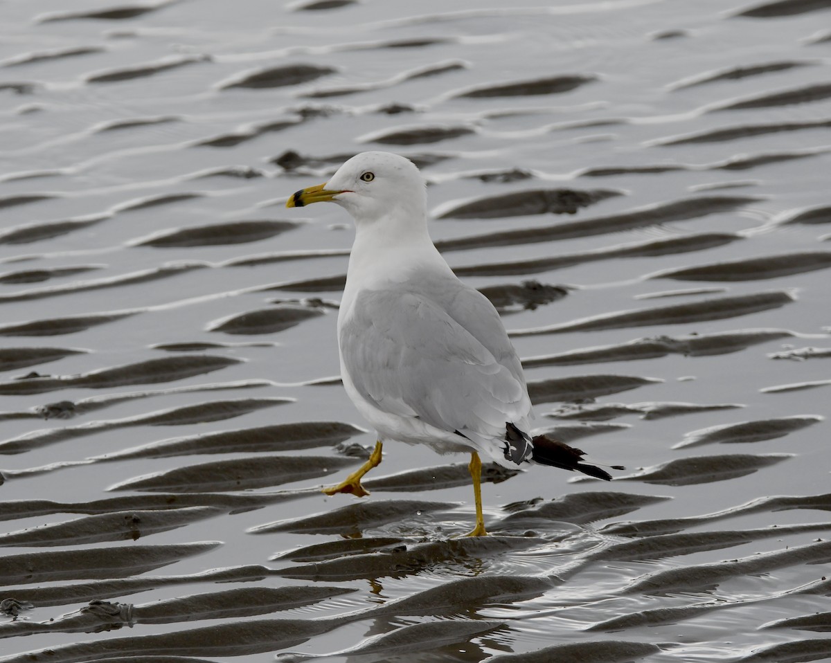 Ring-billed Gull - ML363237011