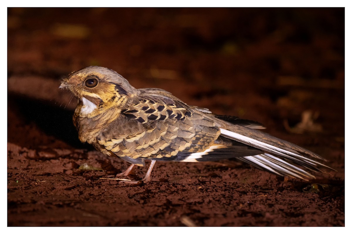 Common Pauraque - Graciela  Neira