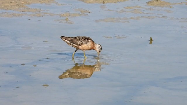 Long-billed Dowitcher - ML363240211