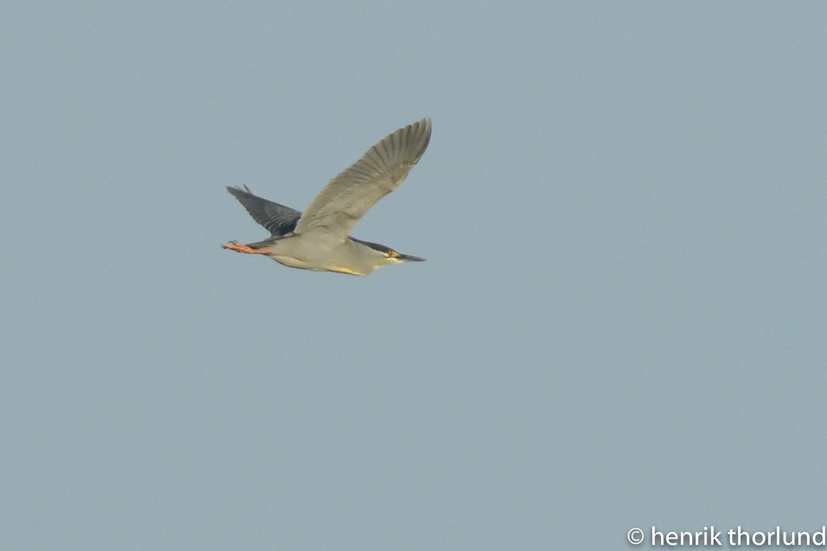 Striated Heron - ML36324041