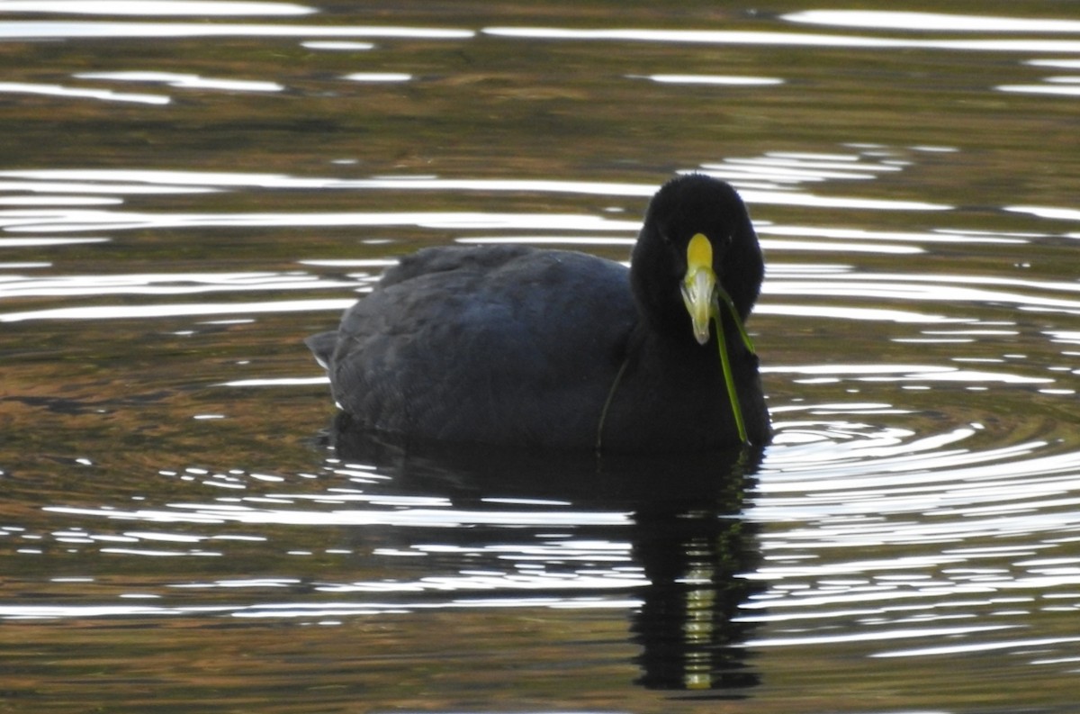 White-winged Coot - ML363240881