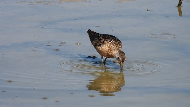Long-billed Dowitcher - ML363241101