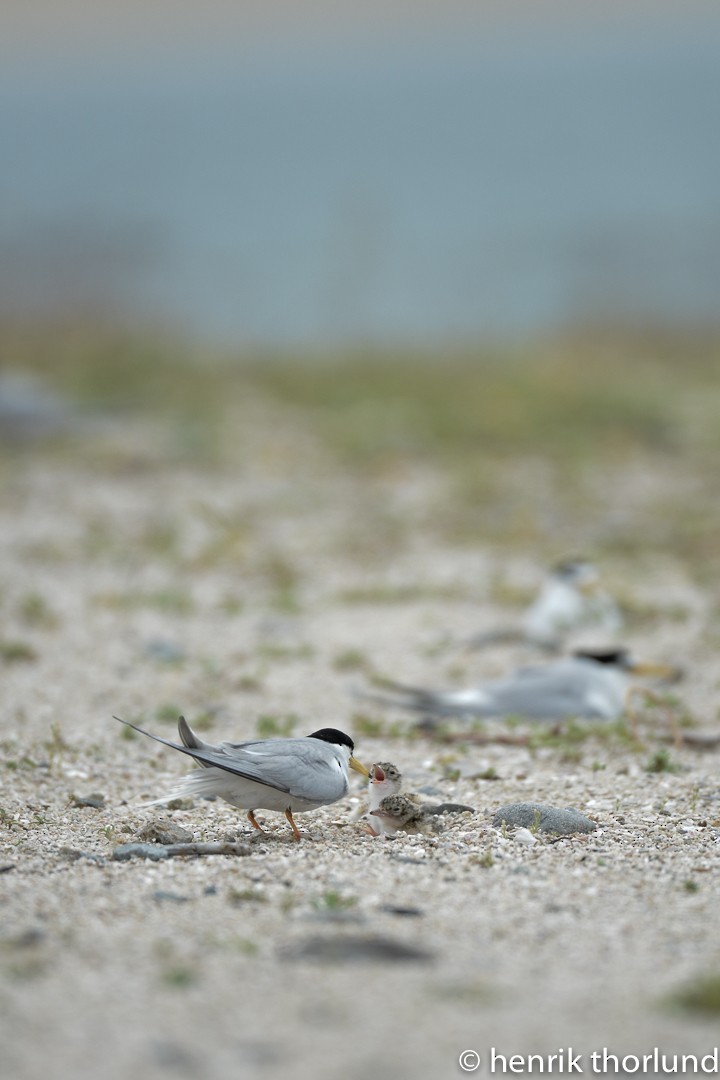 Little Tern - ML36324201