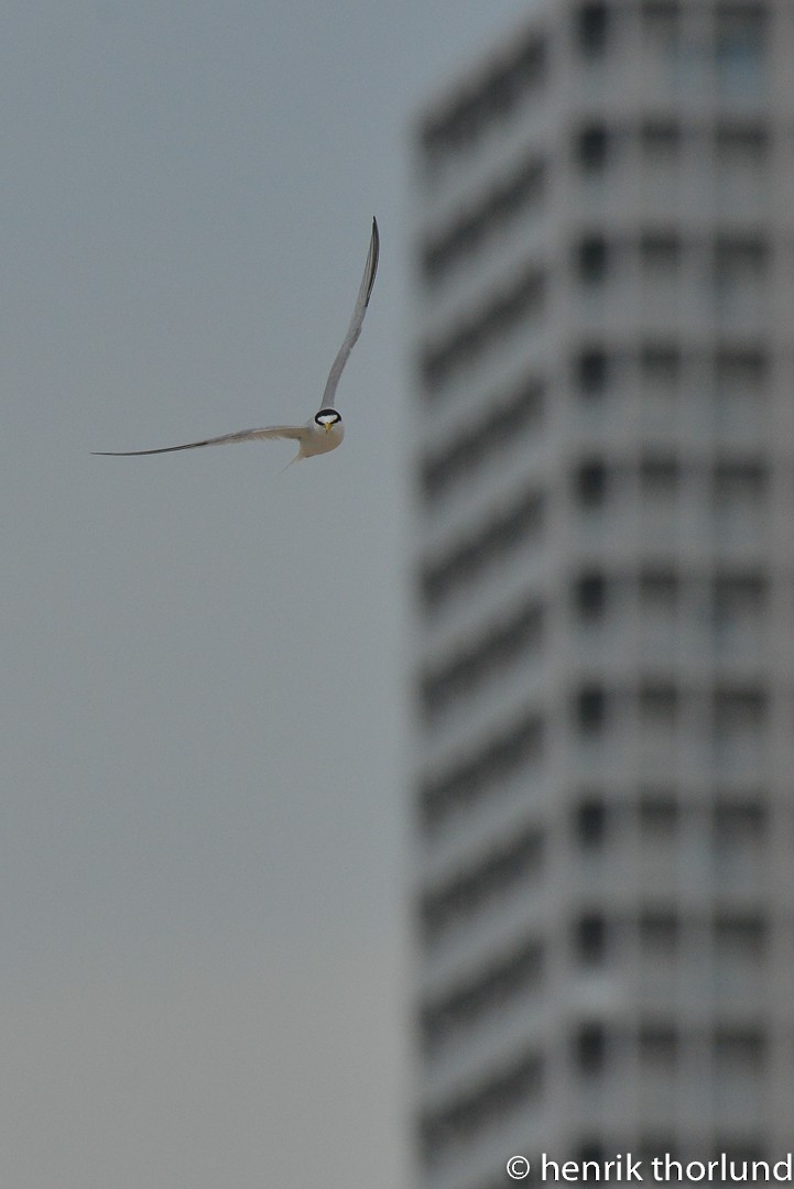 Little Tern - ML36324221