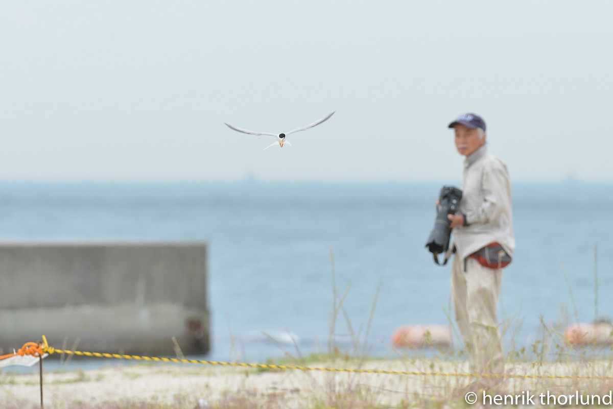 Little Tern - Henrik Thorlund