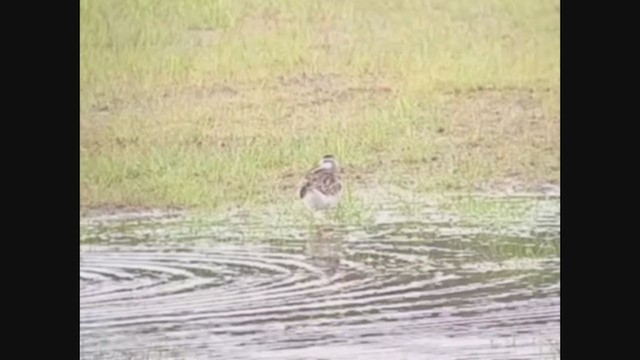 Phalarope de Wilson - ML363243491